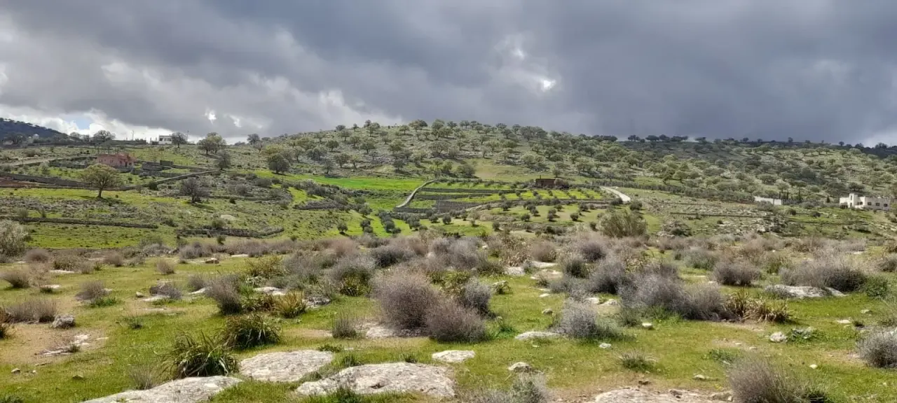 Land for sale in Sarout – photo 10
