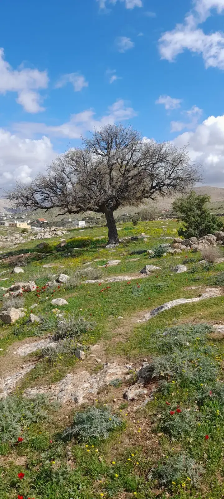 Land for sale in Sarout – photo 12