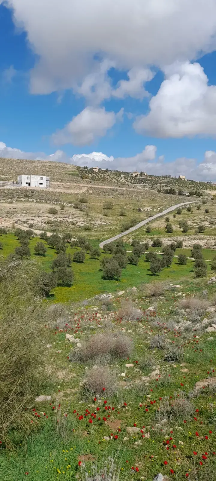 Land for sale in Sarout – photo 9