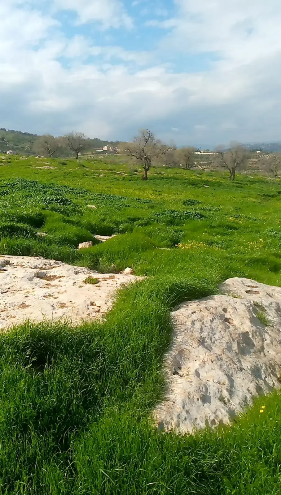 Land for sale in Sarout – photo 2