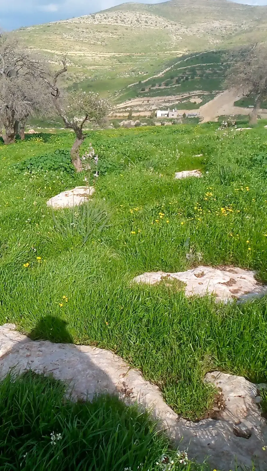 Land for sale in Sarout – photo 10