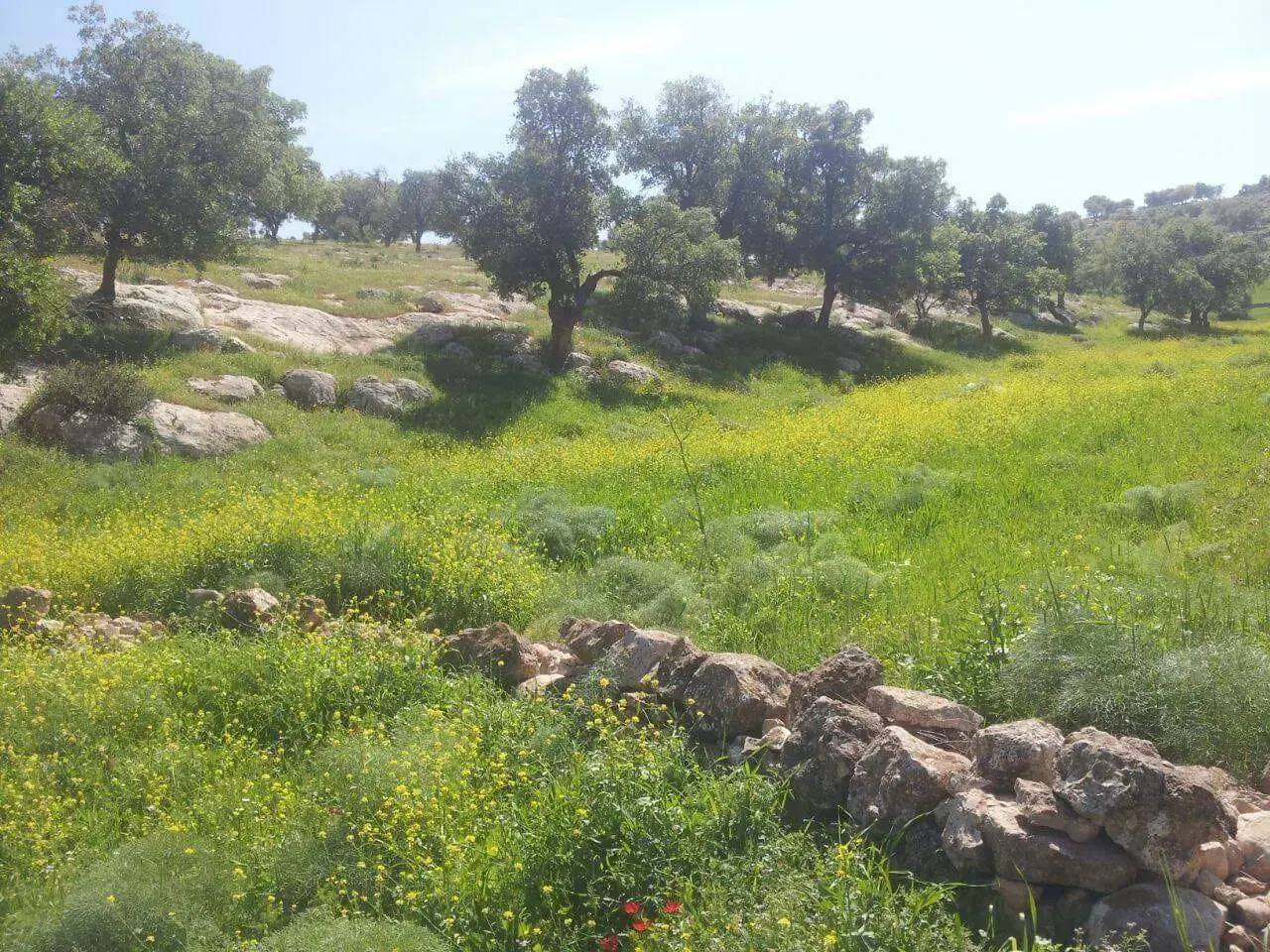 Oak forest around a 5,760 m² Sarout plot that suits chalets or farms