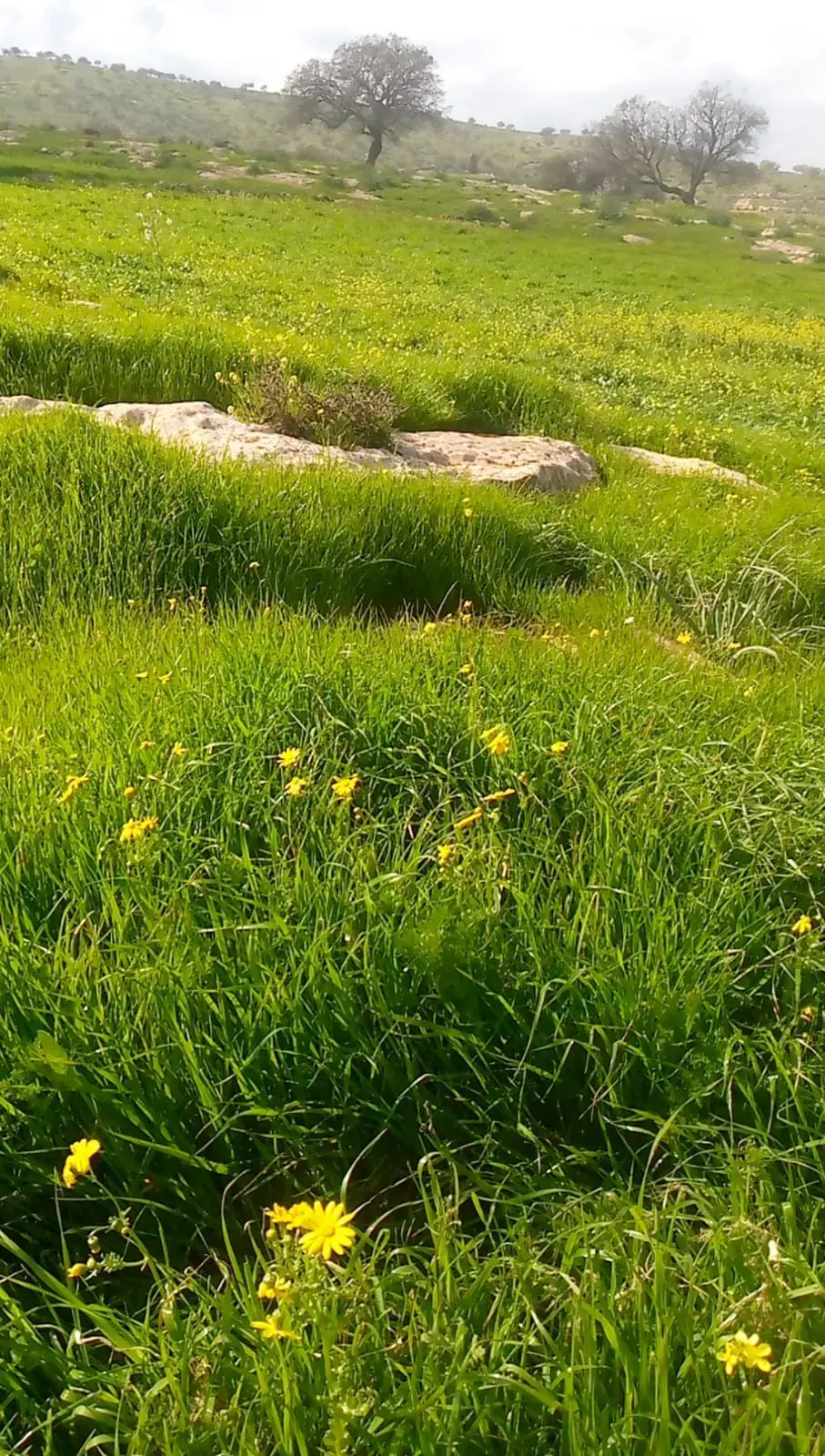 Land for sale in Sarout – photo 6