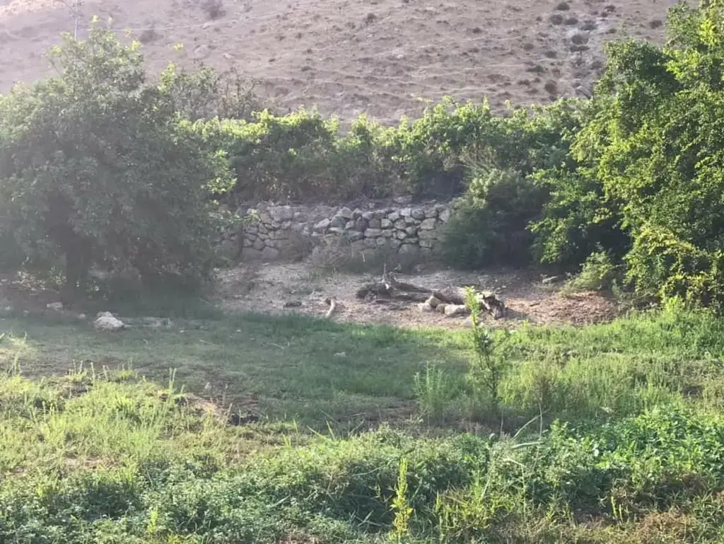 Wadi Shua'ib, Salt: 7.6 dunums of farmland with a spring and fruit trees