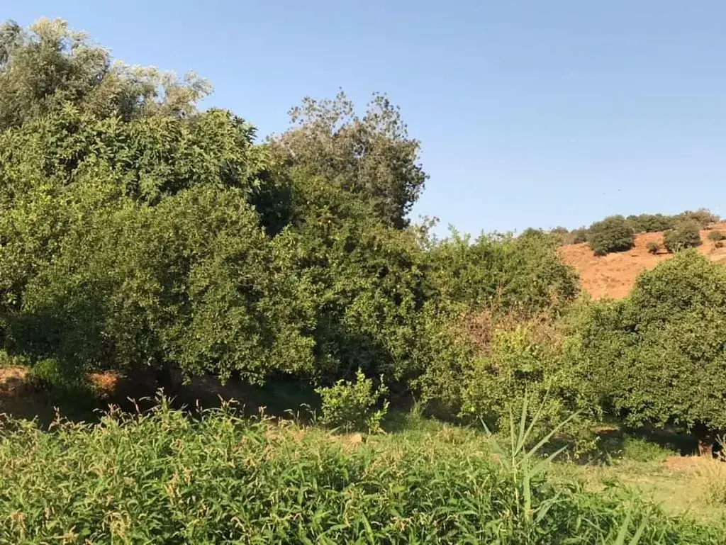 Land for sale in Al Balqa' – photo 7