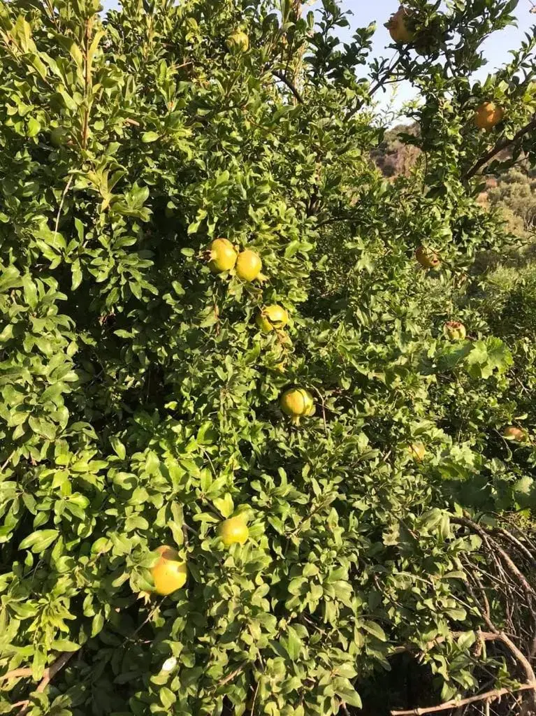 Land for sale in Al Balqa' – photo 3