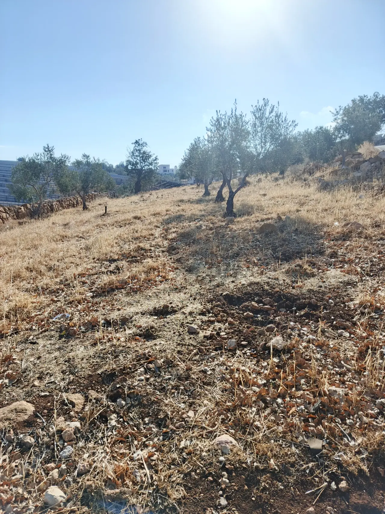 Land for sale in Other – photo 4