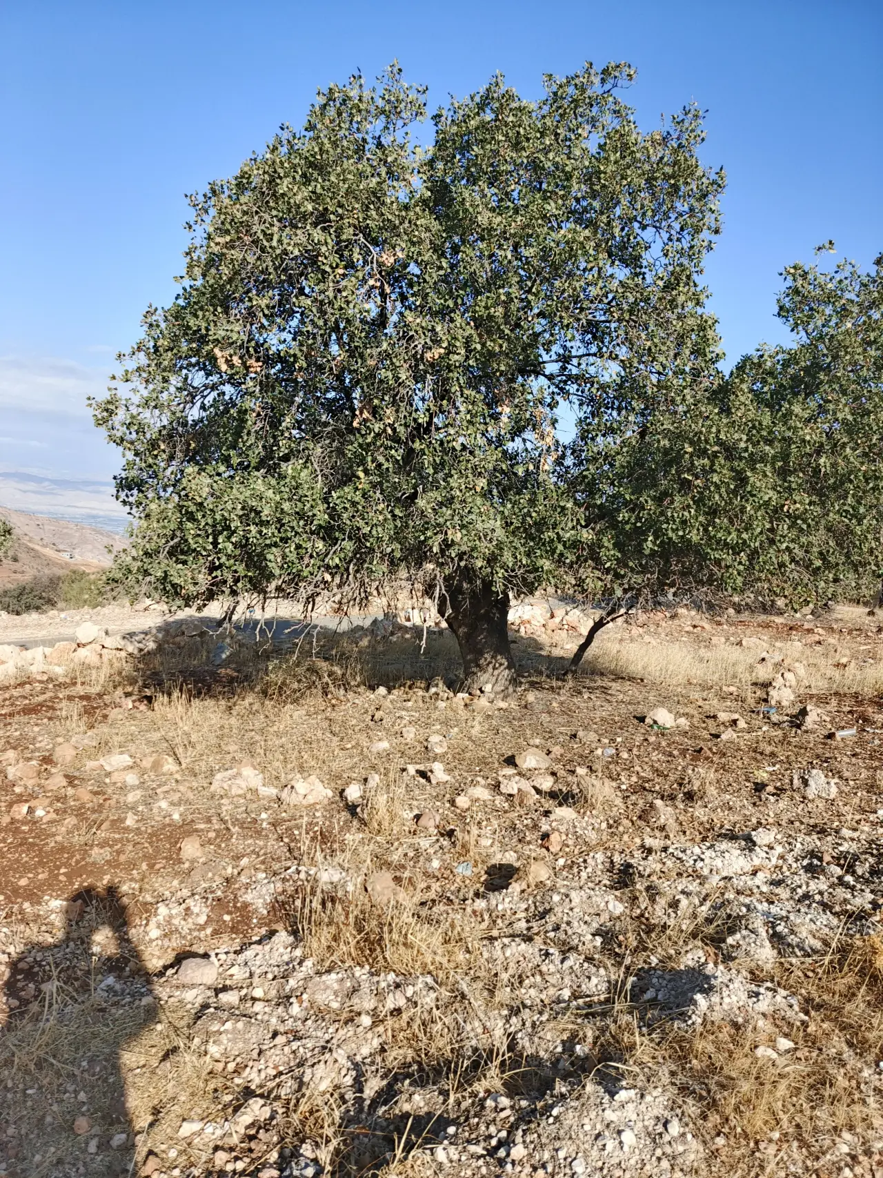 Land for sale in Other – photo 9