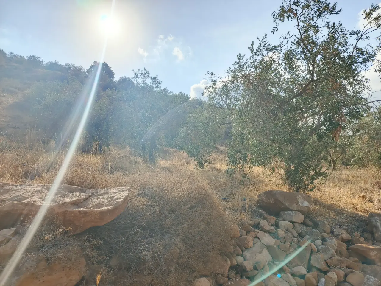 Land for sale in Other – photo 10