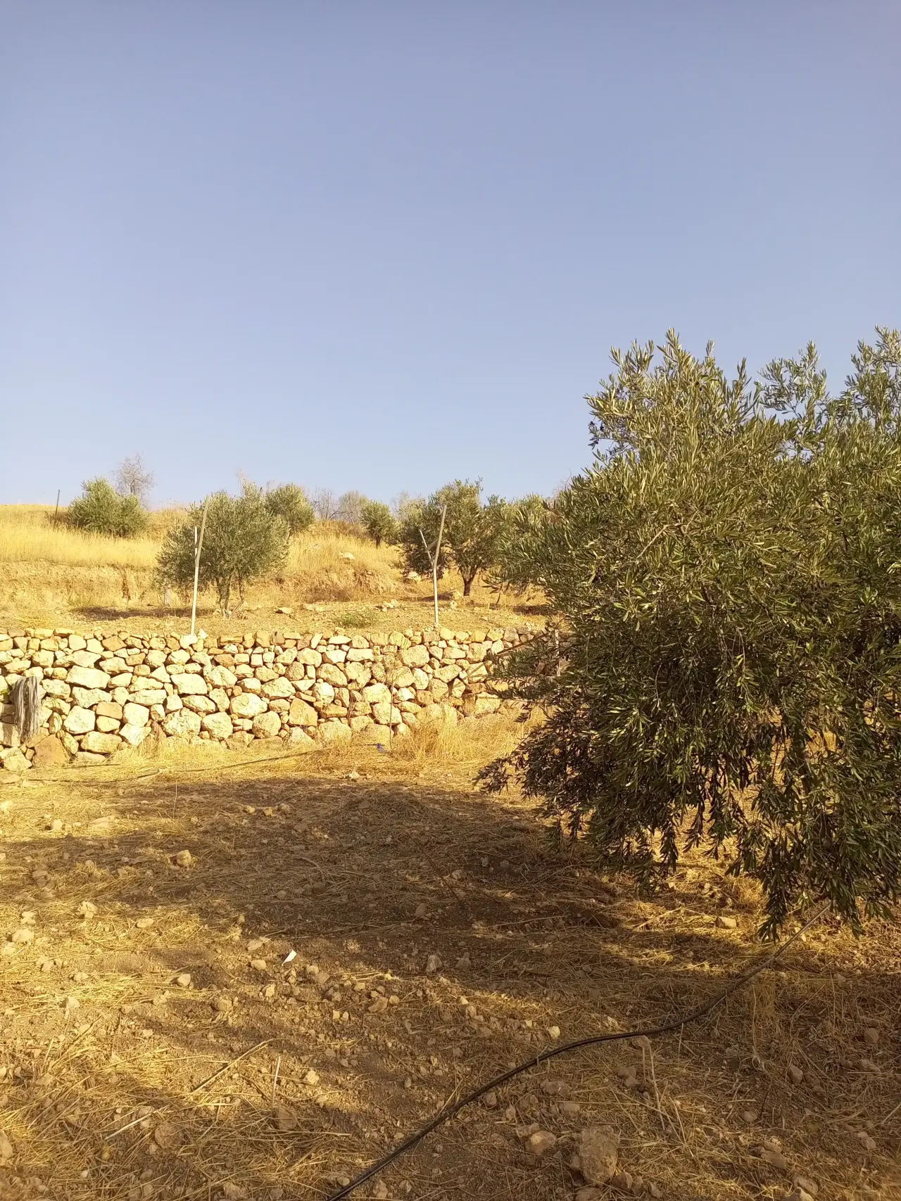 Land for sale in Al Subeihi – photo 6