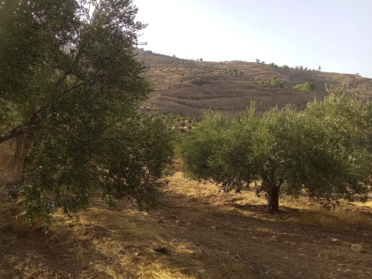 Land for sale in Al Subeihi – photo 3