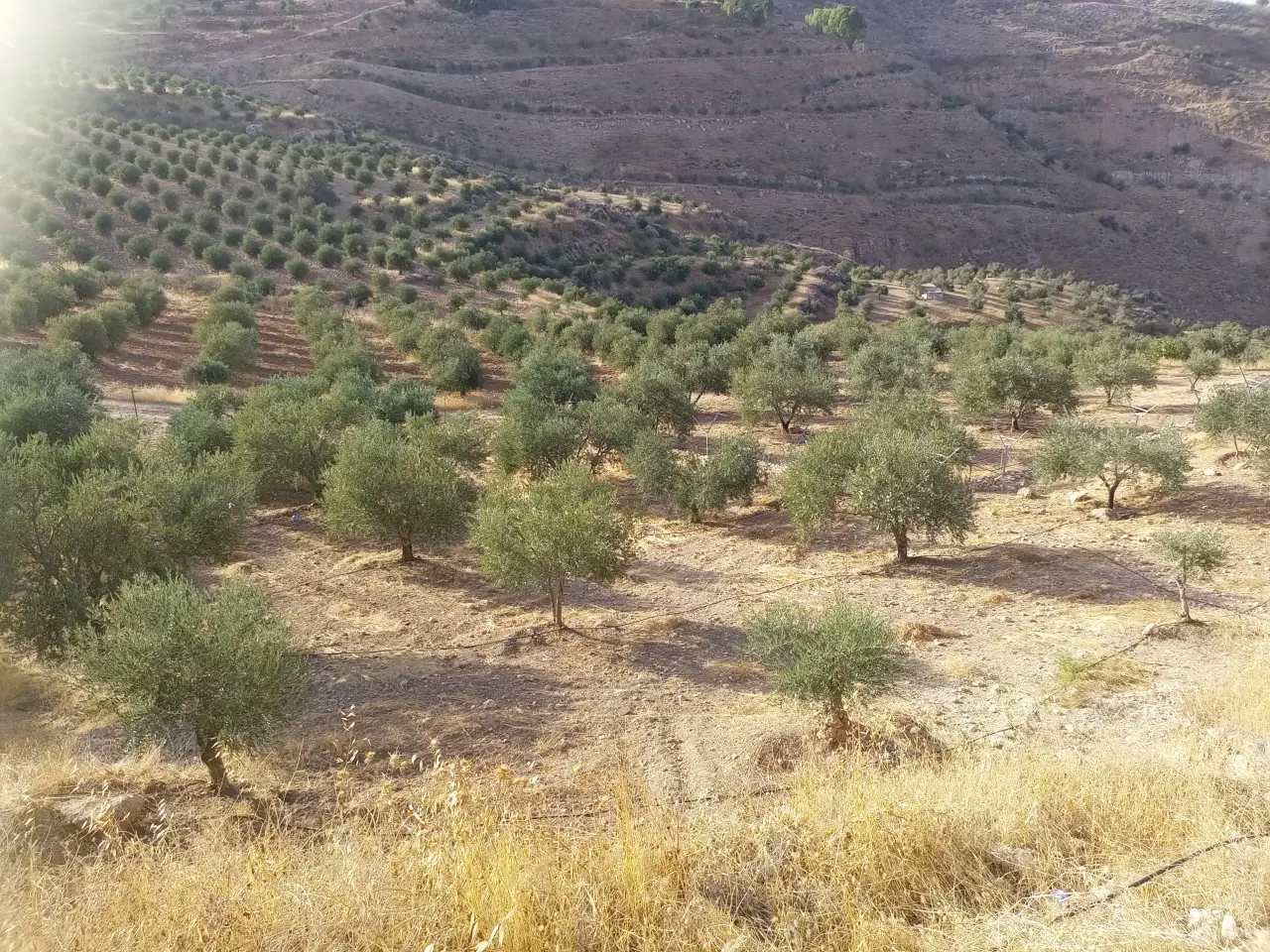 Al Subeihi, Salt: fenced 4,250 m² olive farm with a water pool