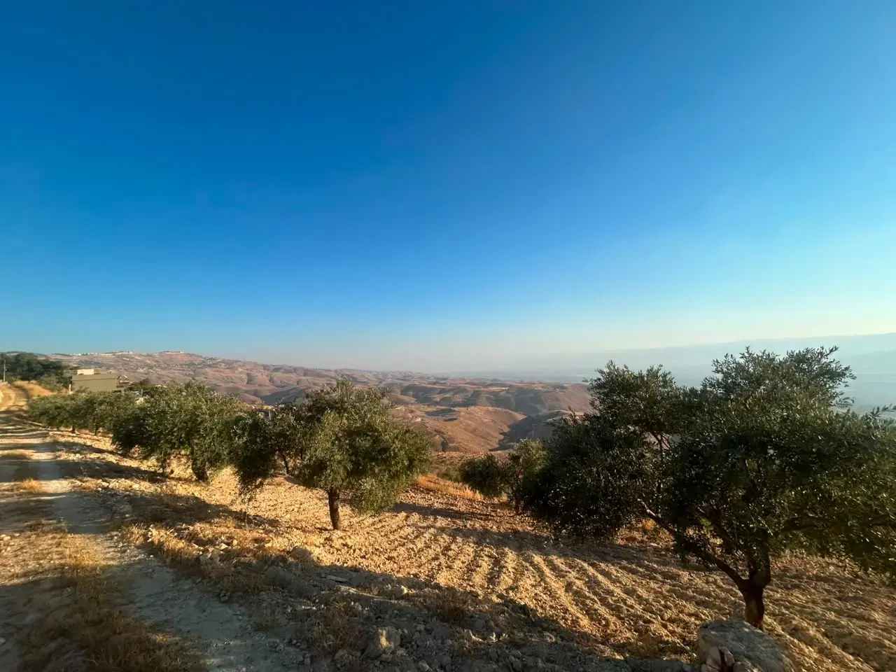 Land for sale in Al Subeihi – photo 2