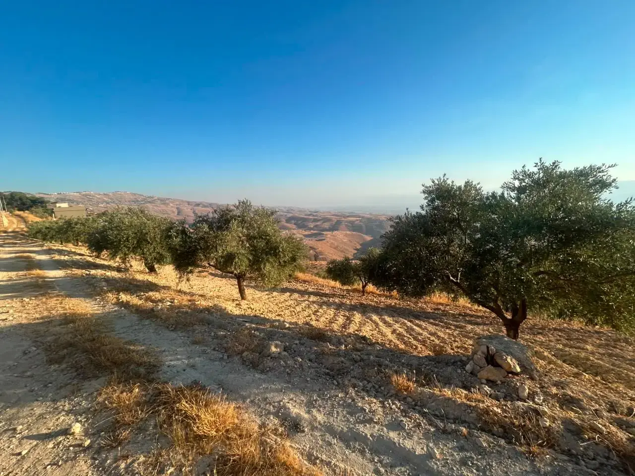 Land for sale in Al Subeihi – photo 5