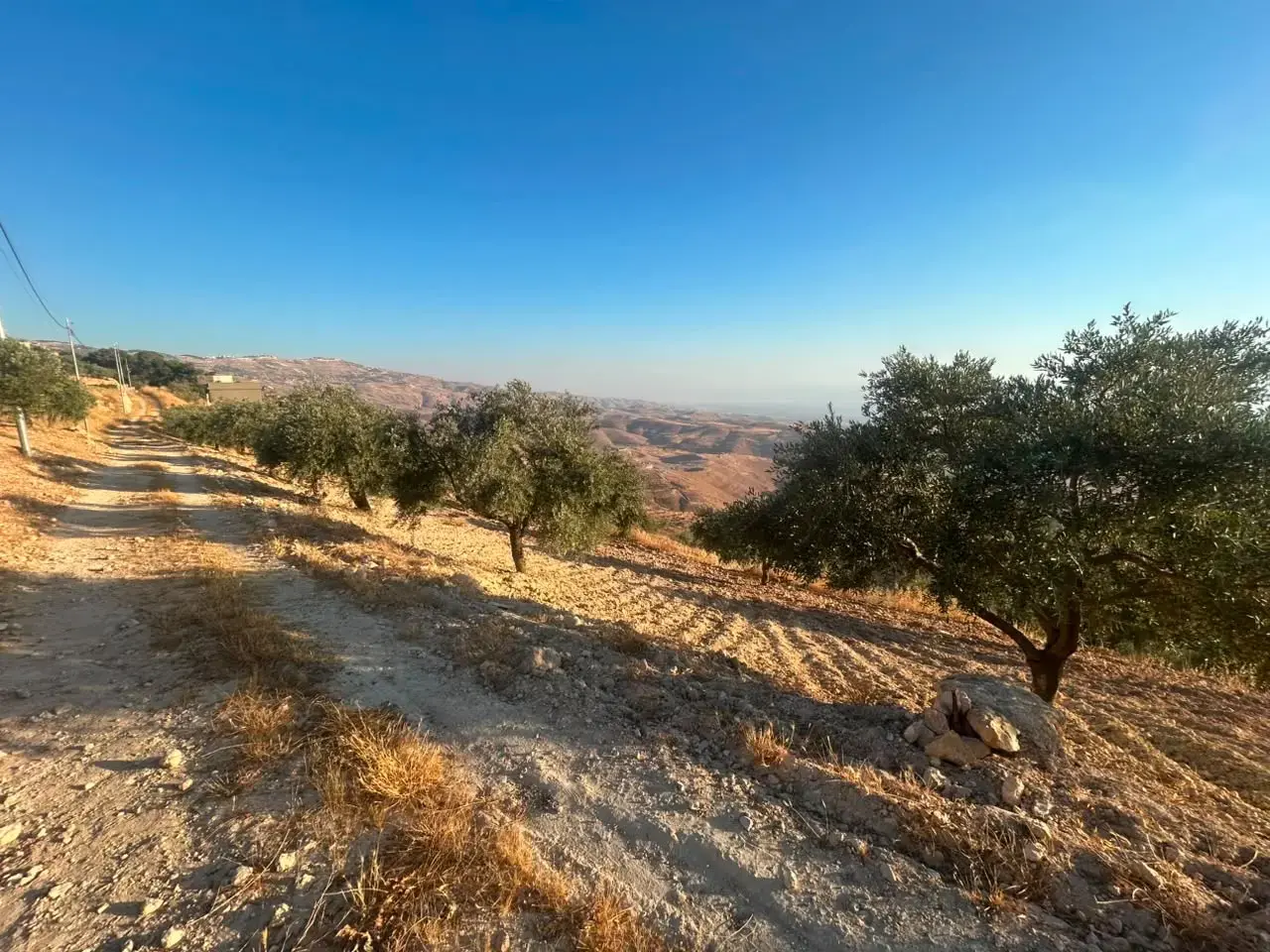 Land for sale in Al Subeihi – photo 3