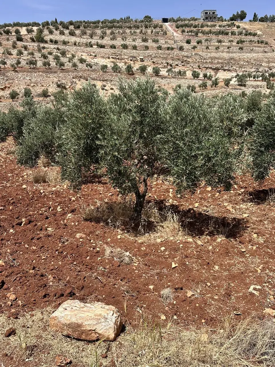 Land for sale in Other – photo 3
