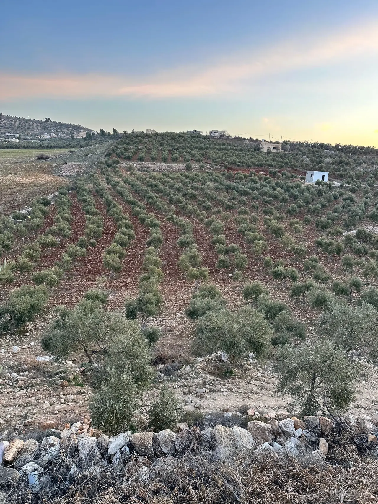 Land for sale in Other – photo 6