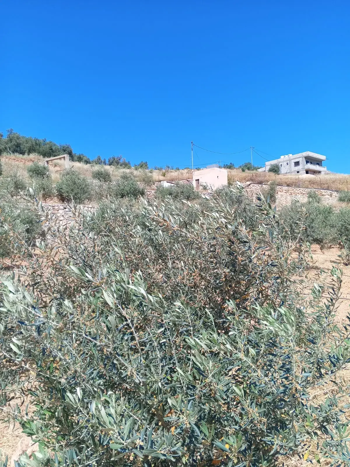 Land for sale in Other – photo 6