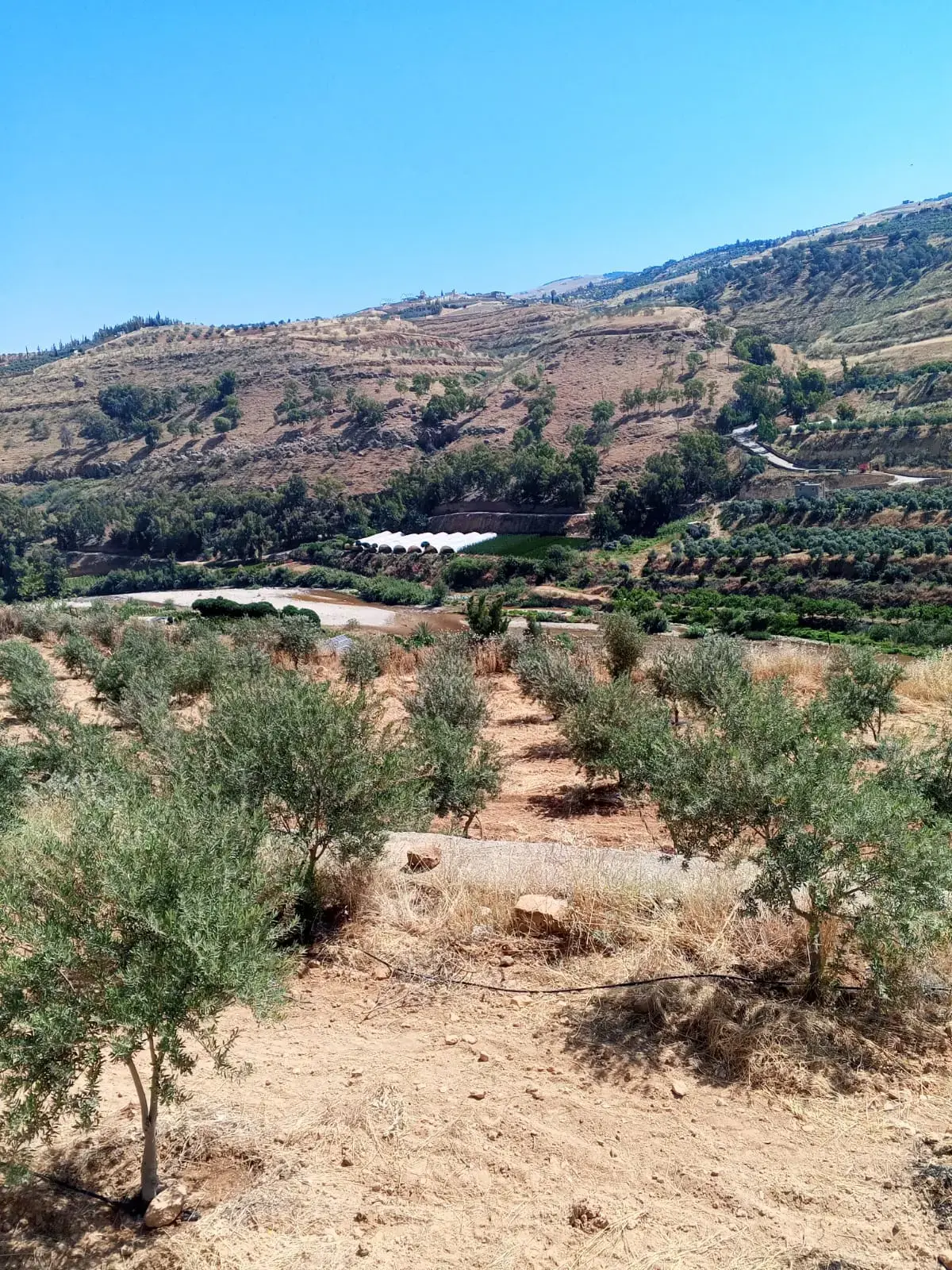 Land for sale in Other – photo 2