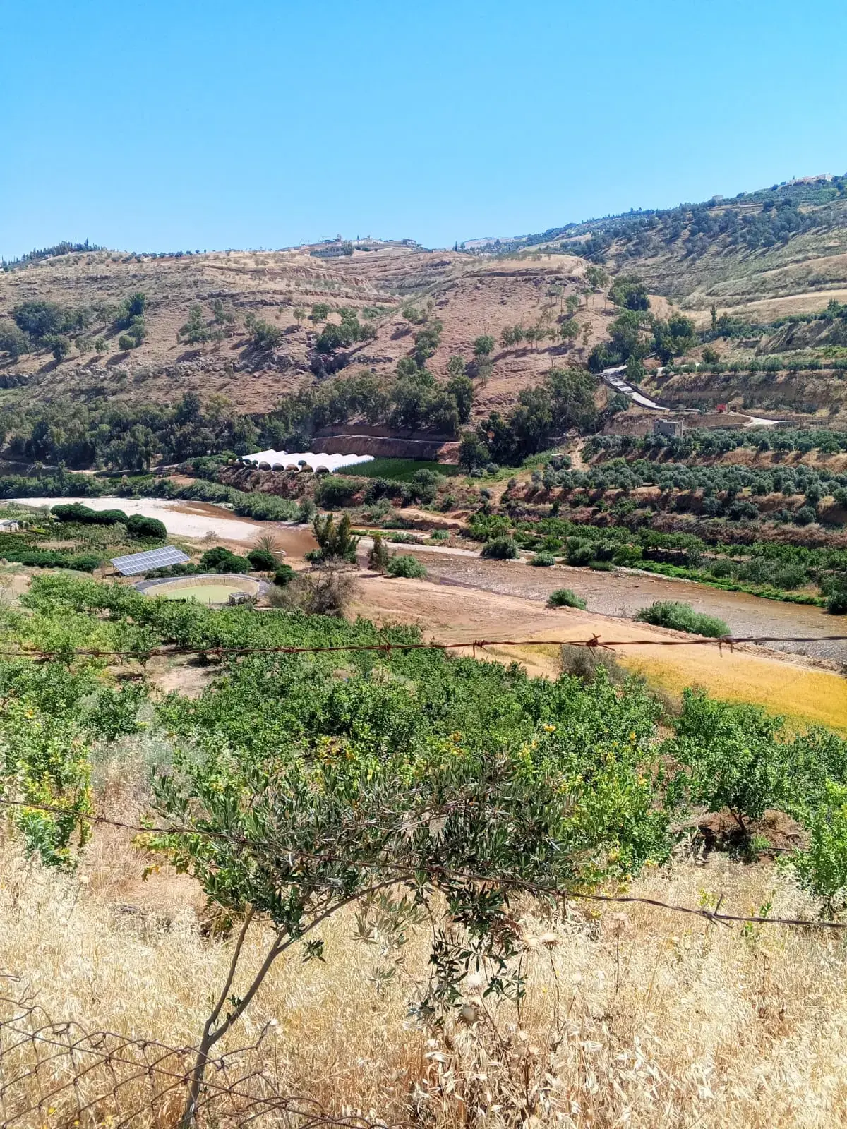 Olive and lemon trees on the Zarqa river: walled 11.5-dunum farm in Jubba, Jerash
