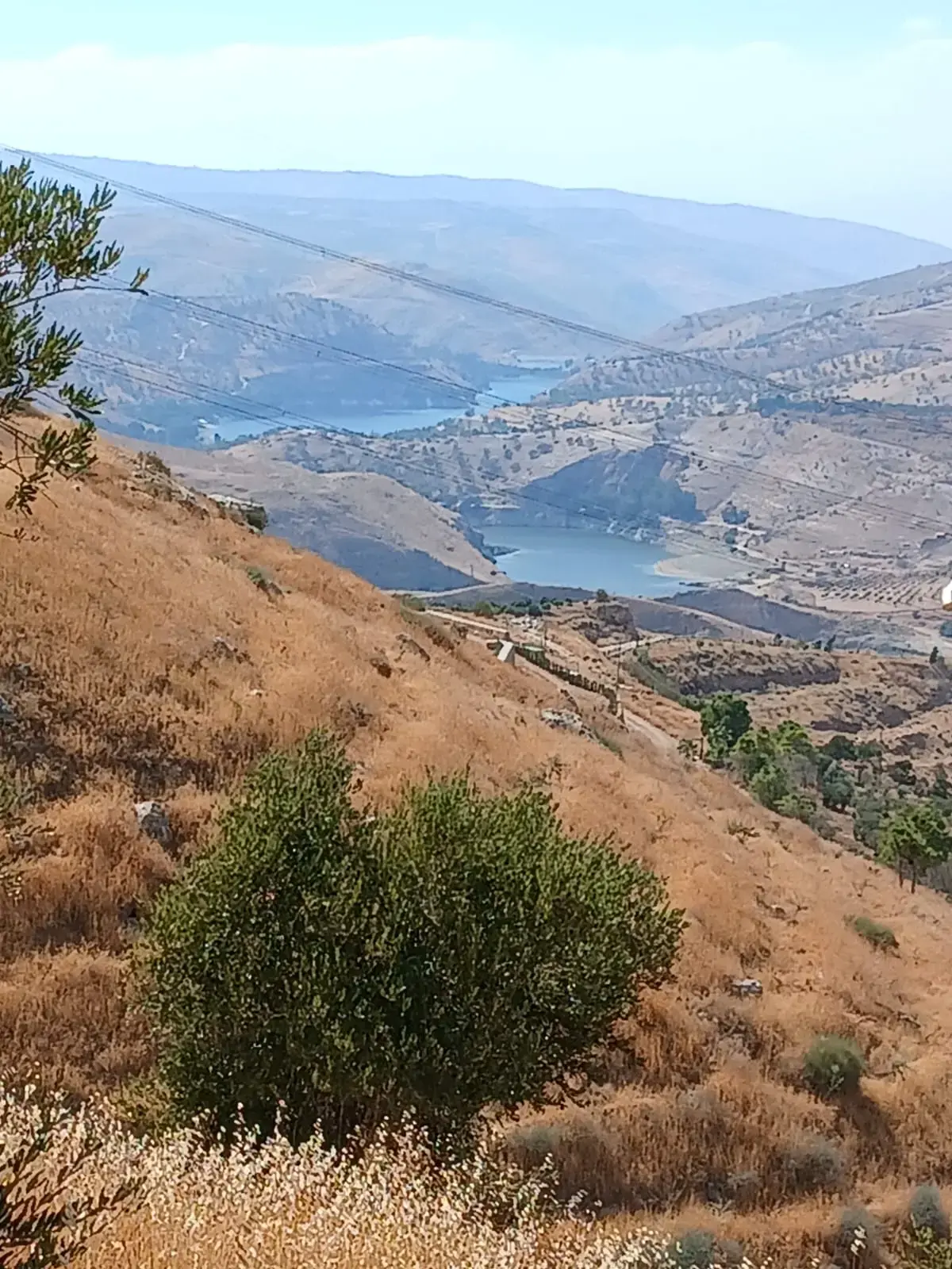Al-Mastaba olive land, 4.5 dunums, looking over King Talal Dam and the Ajloun hills