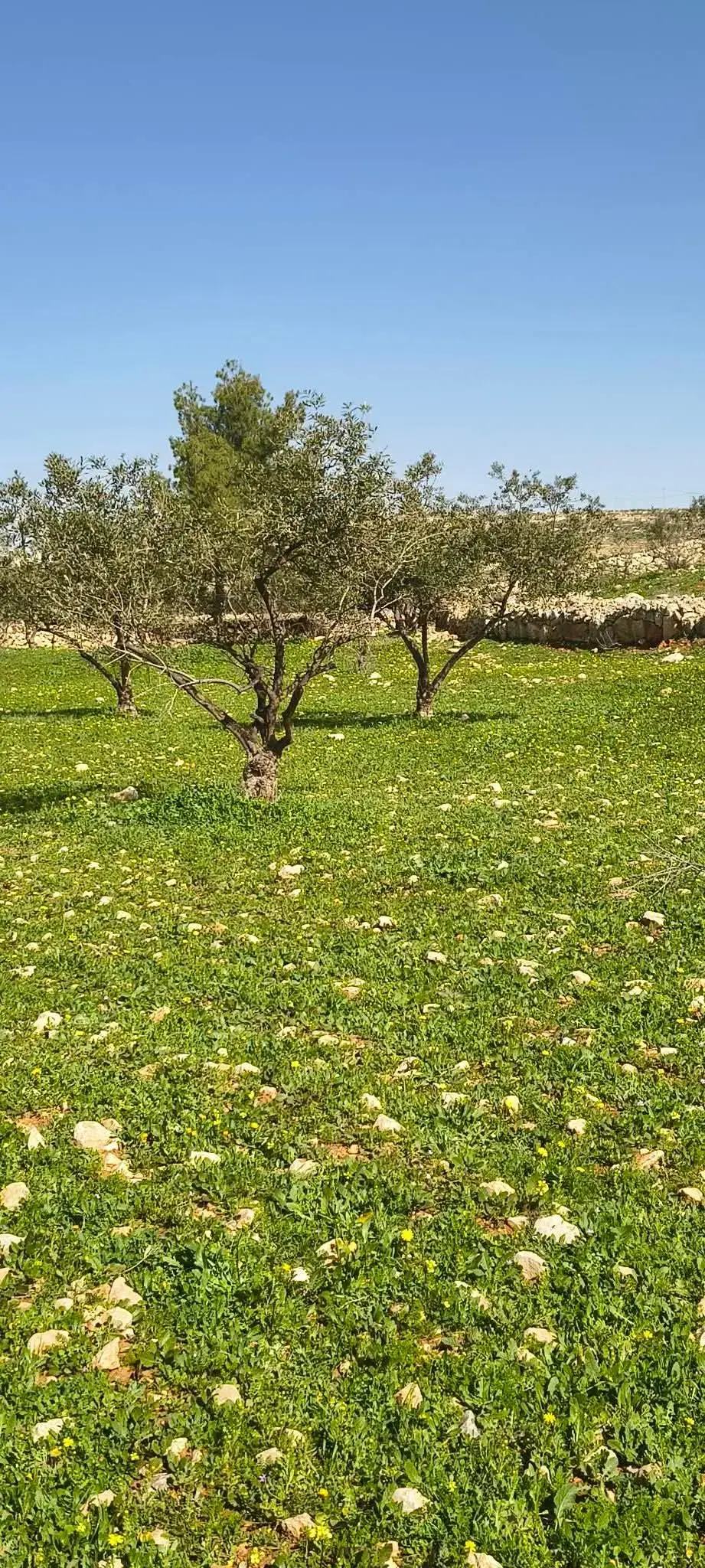 Land for sale in Ain wa Al-Ma'mariyyeh – photo 3