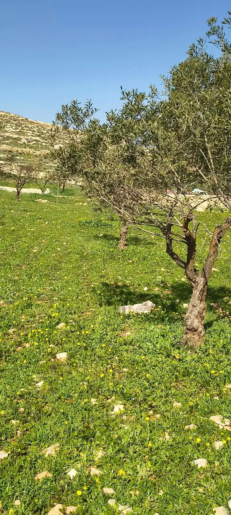 Land for sale in Ain wa Al-Ma'mariyyeh – photo 2