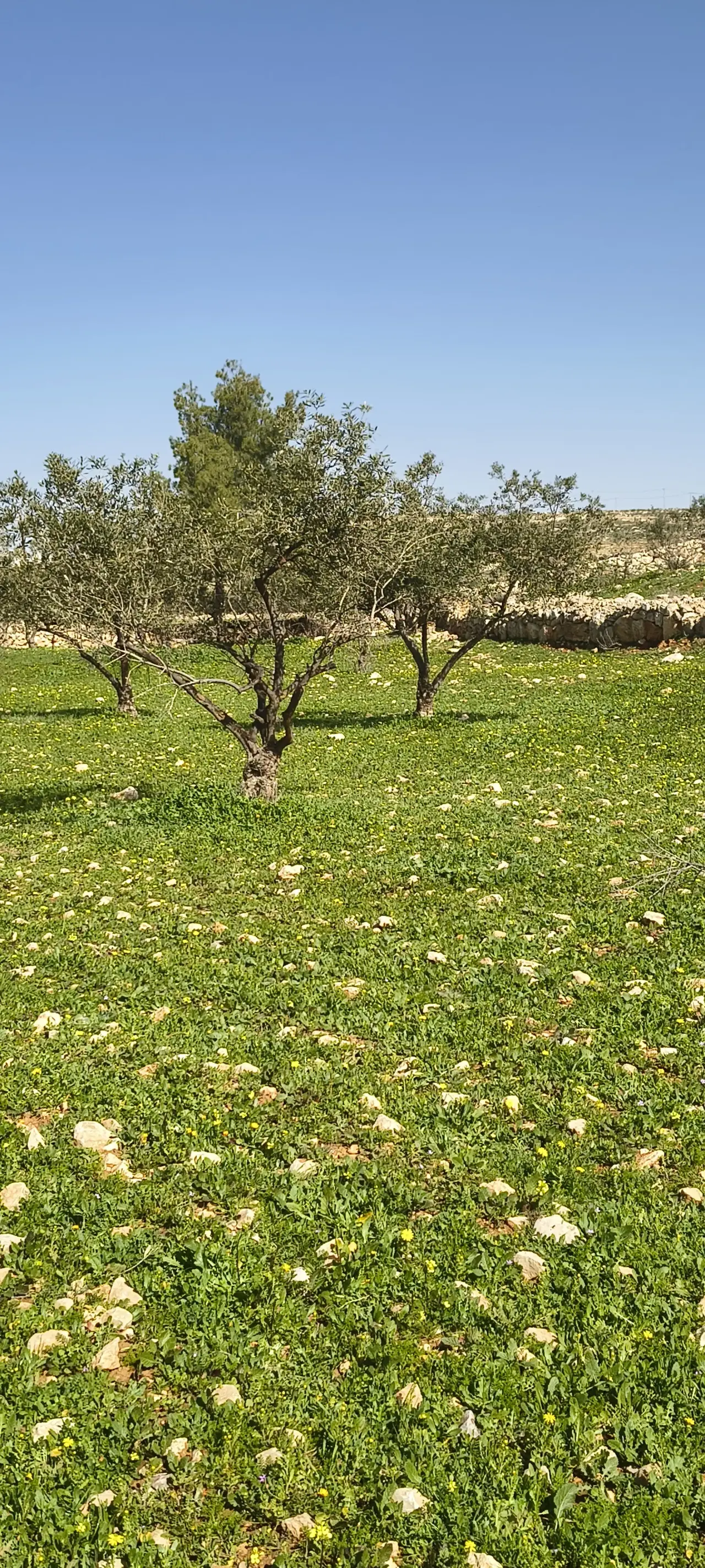Land for sale in Ain wa Al-Ma'mariyyeh – photo 4