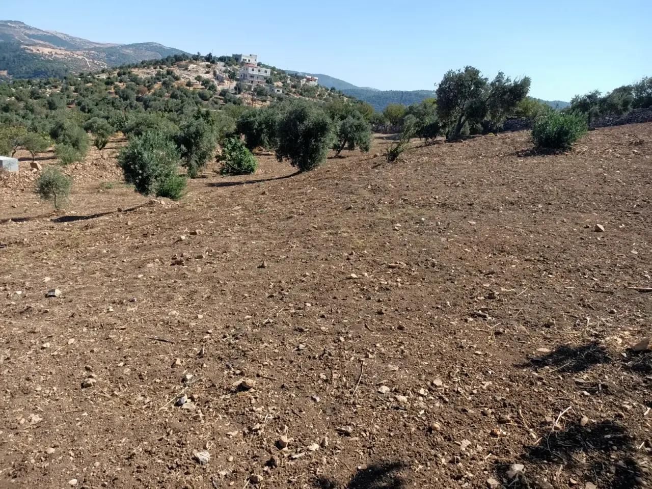 3,533 m² olive plot in the Ajloun highlands with water and power