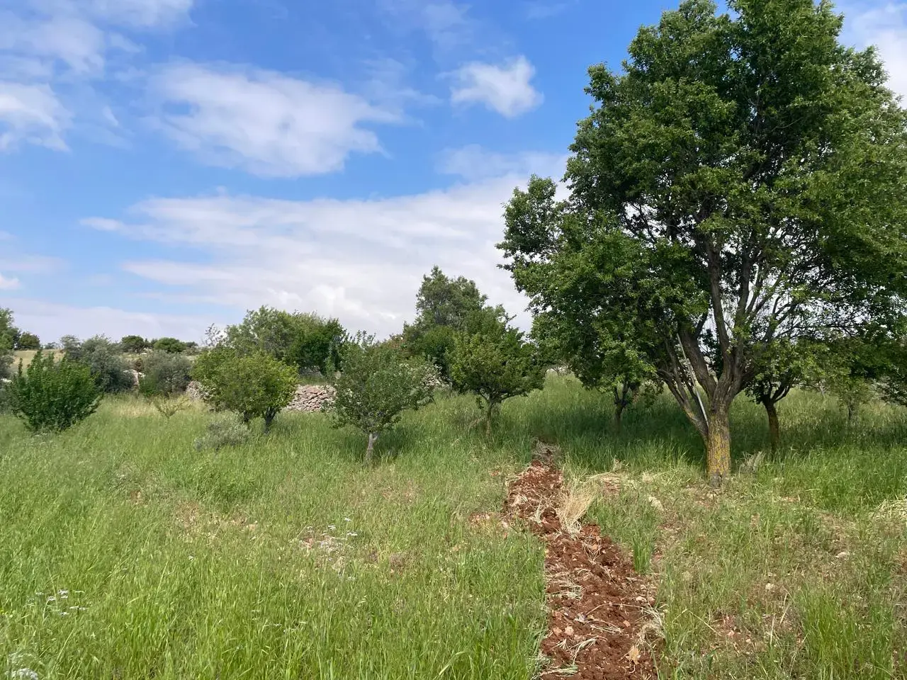Land for sale in Sakhra – photo 10