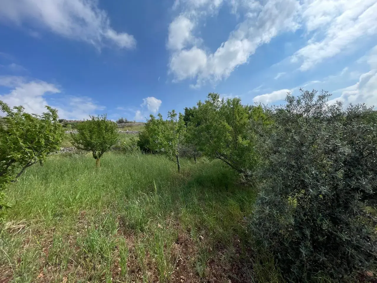 Land for sale in Sakhra – photo 9