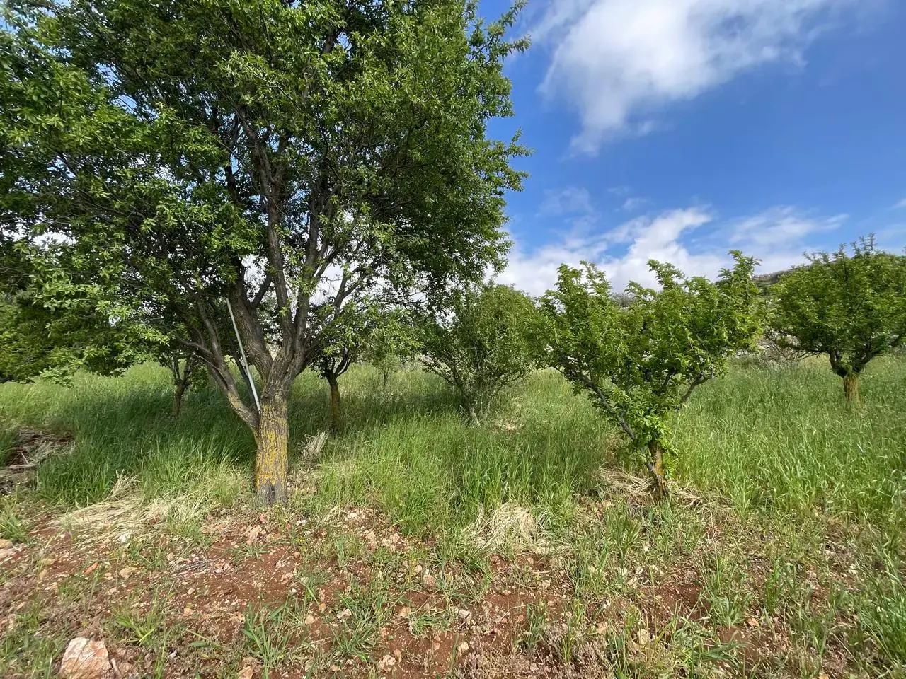 Land for sale in Sakhra – photo 8