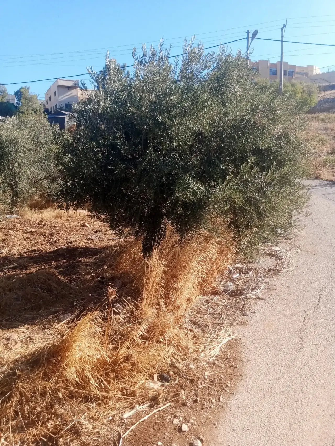 Land for sale in Sakhra – photo 11