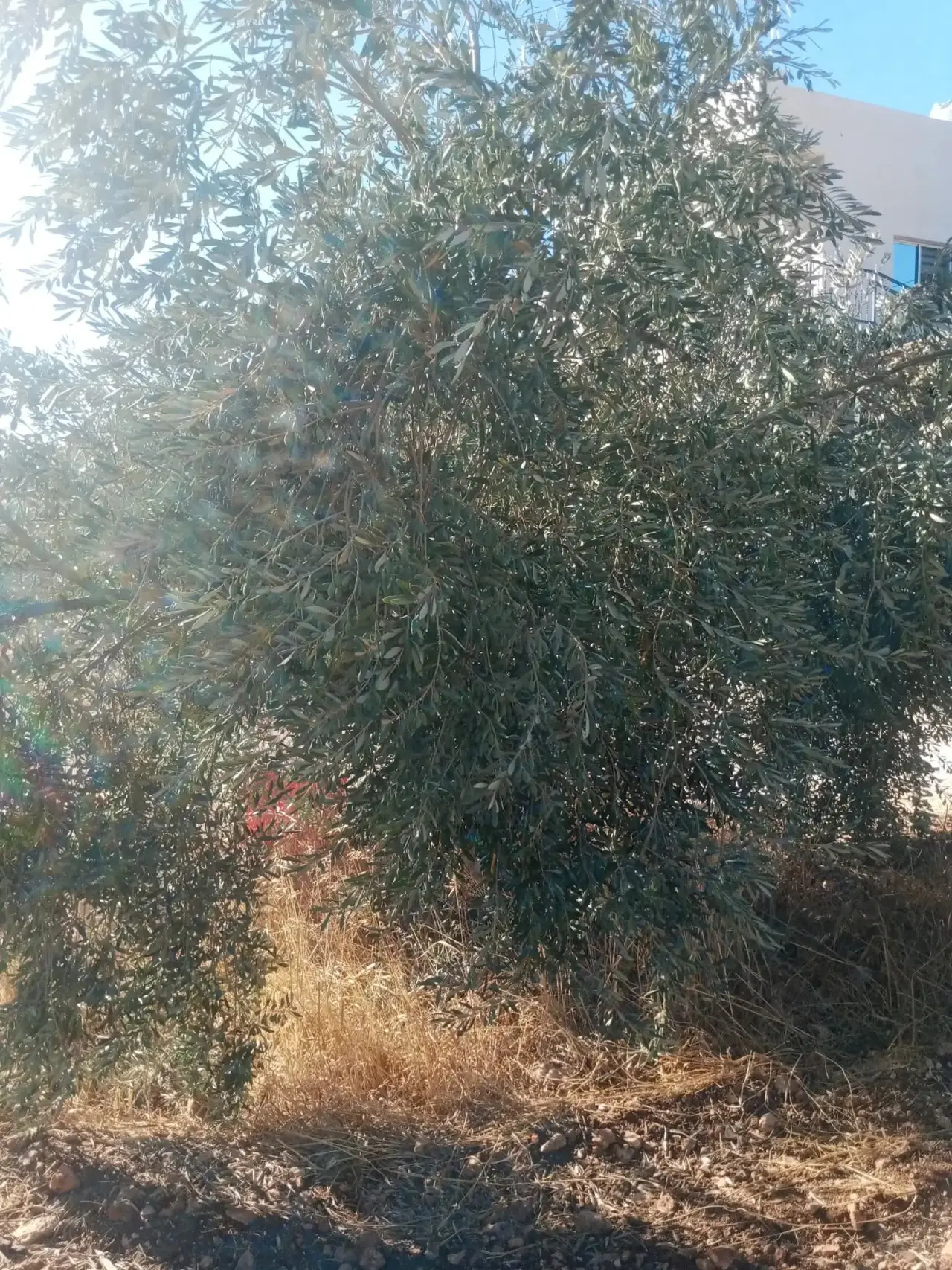 Land for sale in Sakhra – photo 6