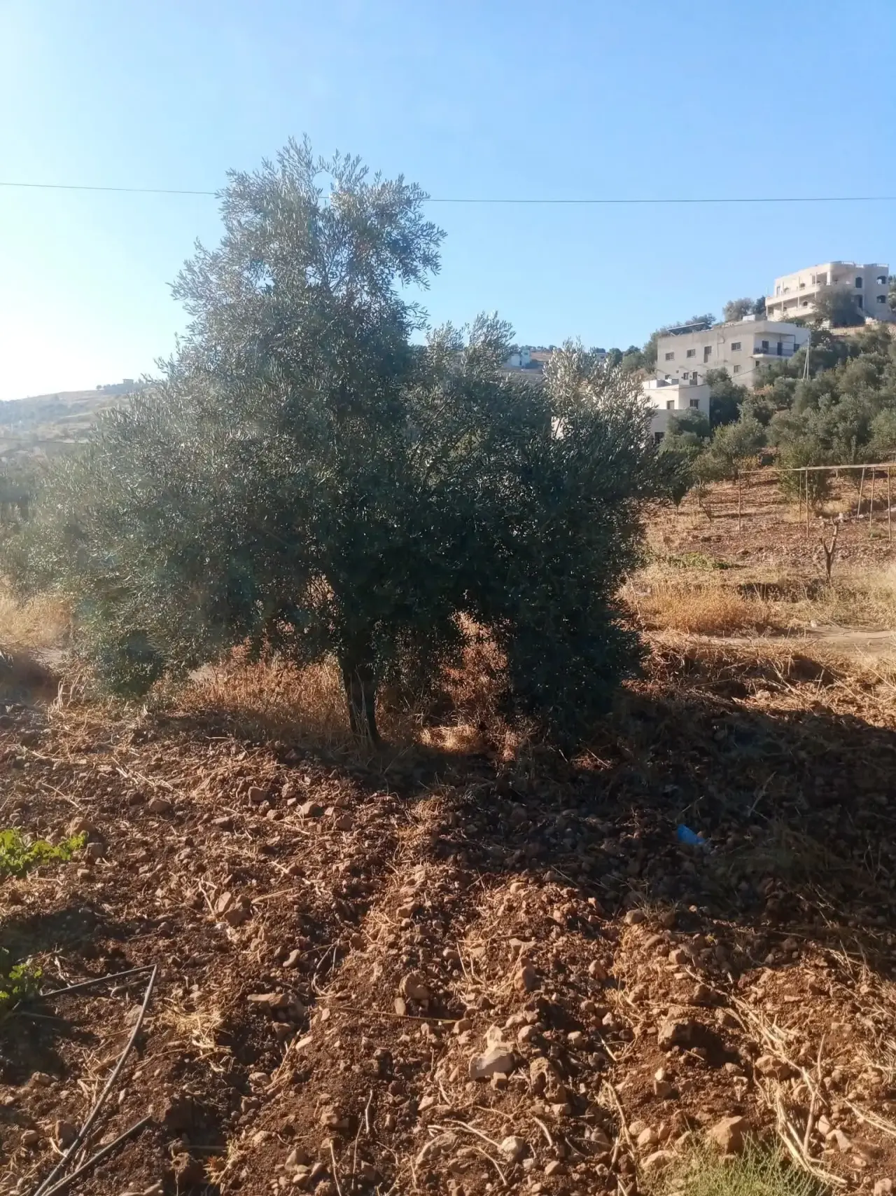 Land for sale in Sakhra – photo 8