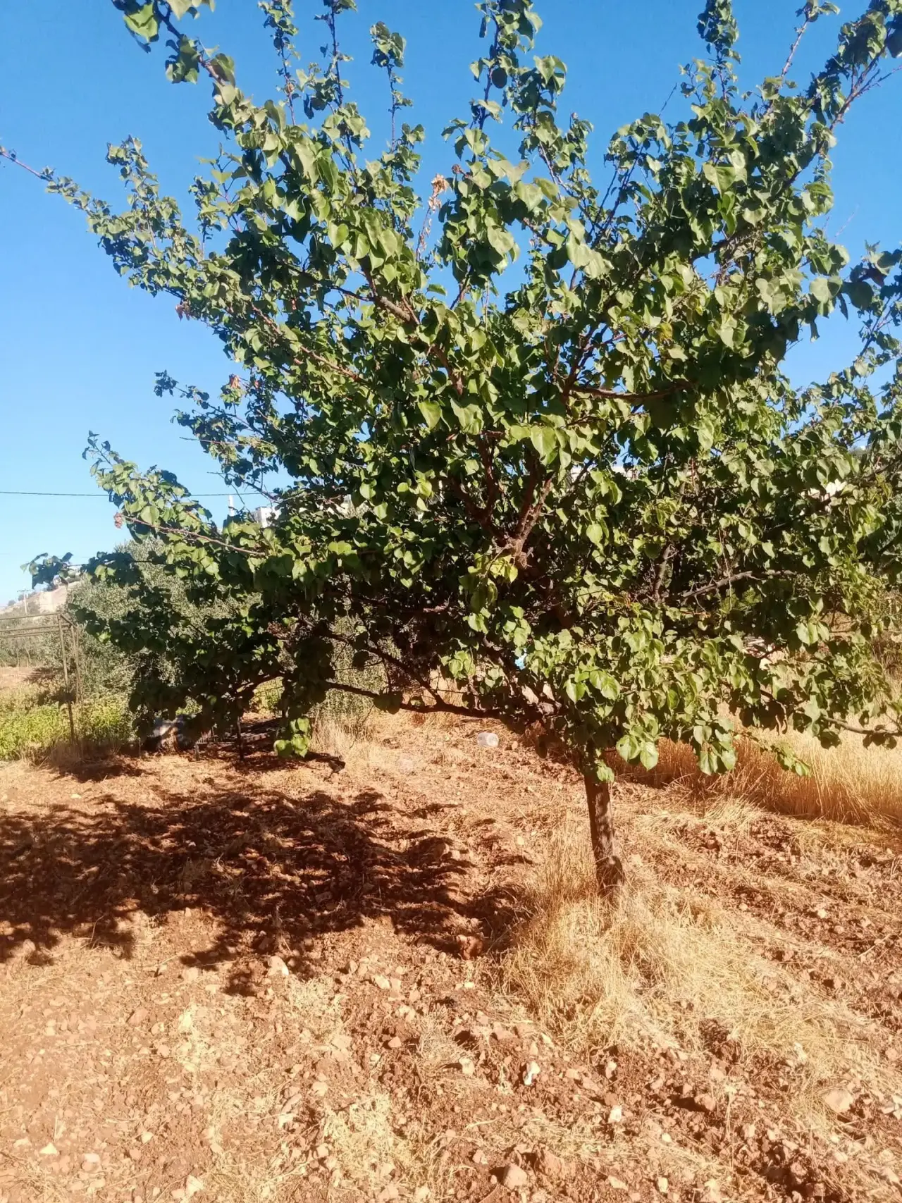 Land for sale in Sakhra – photo 3