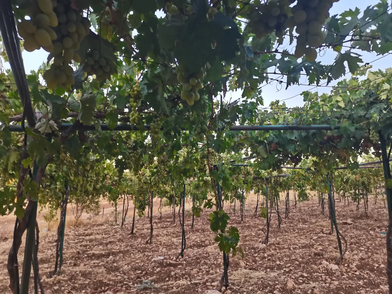 Sakhra, Ajloun: fenced 3,300 m² with a vine trellis and plum and peach trees