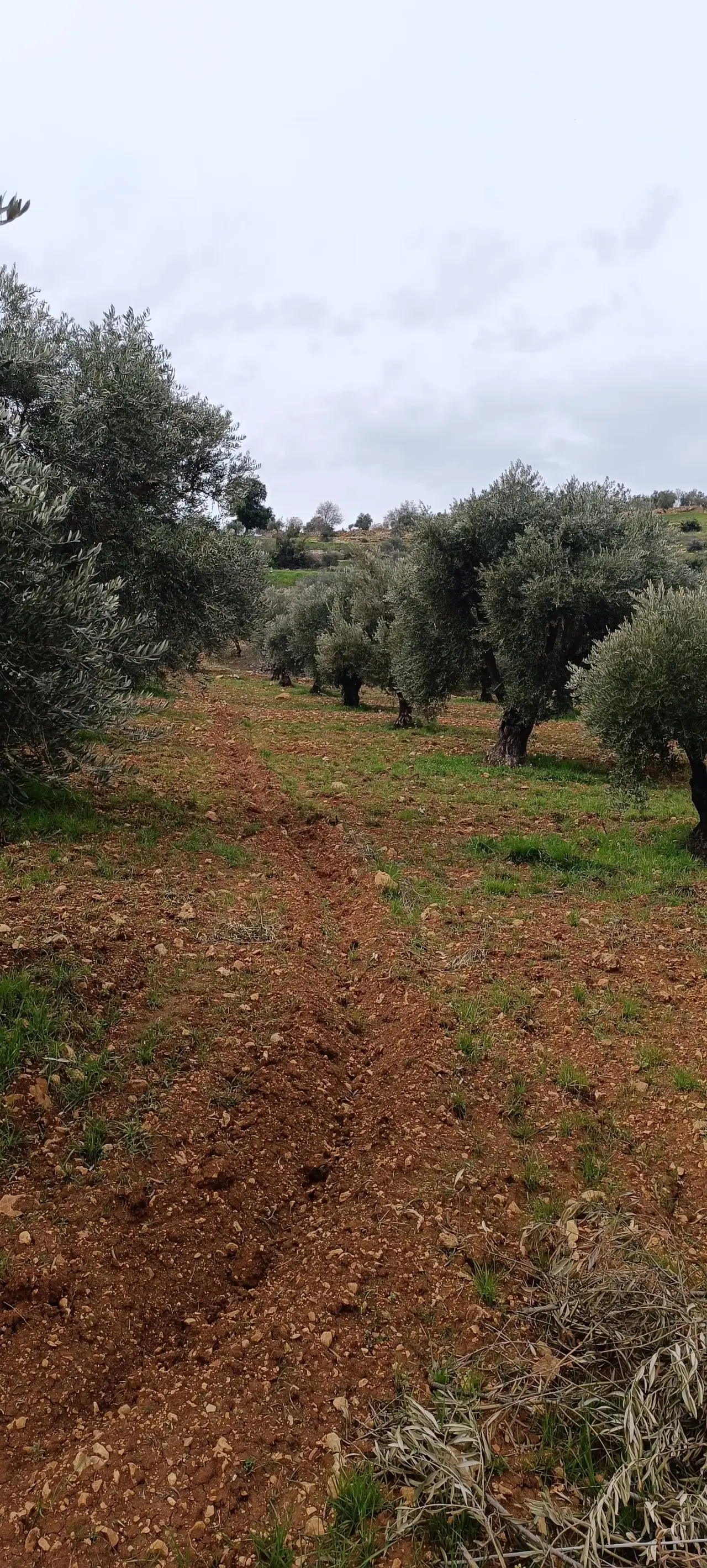 Land for sale in Sakhra – photo 4