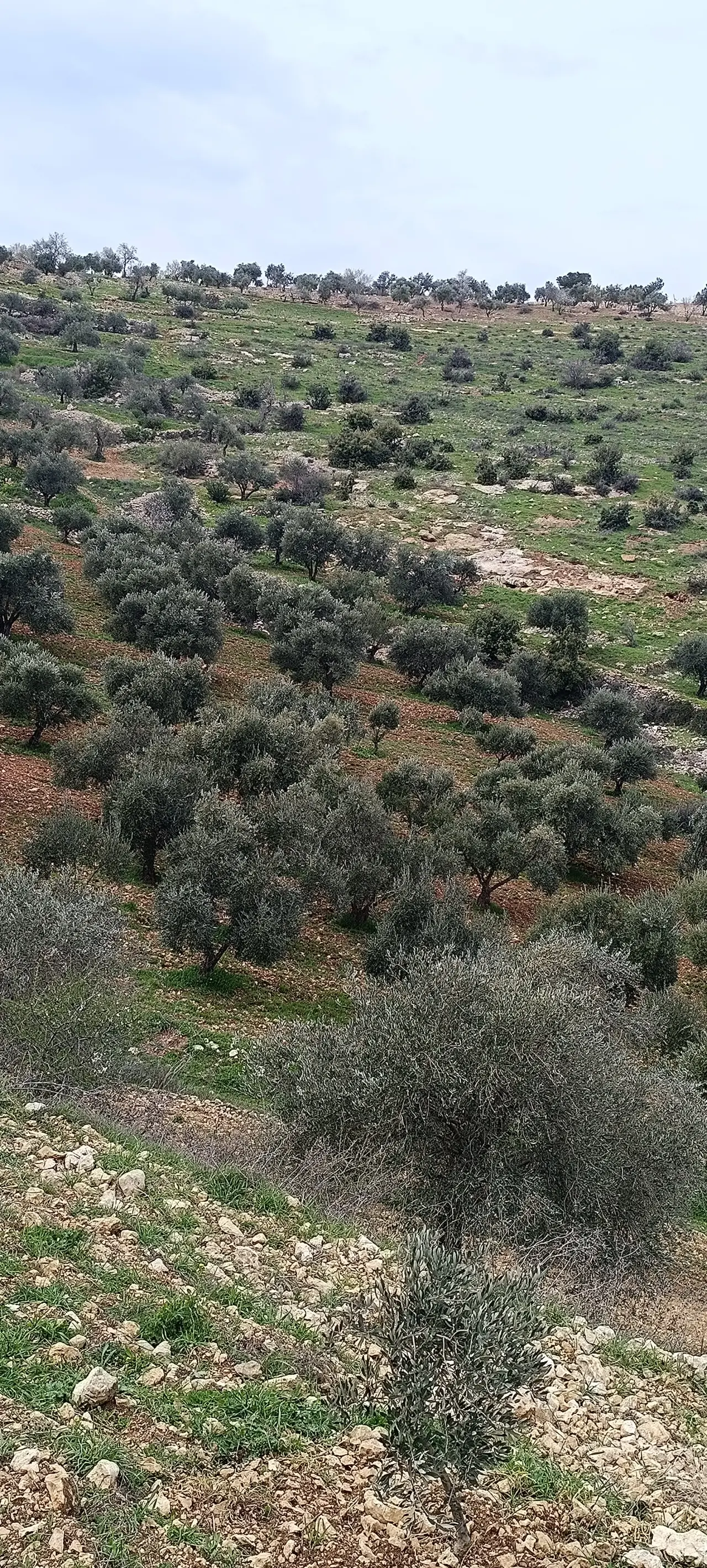 Land for sale in Sakhra – photo 6