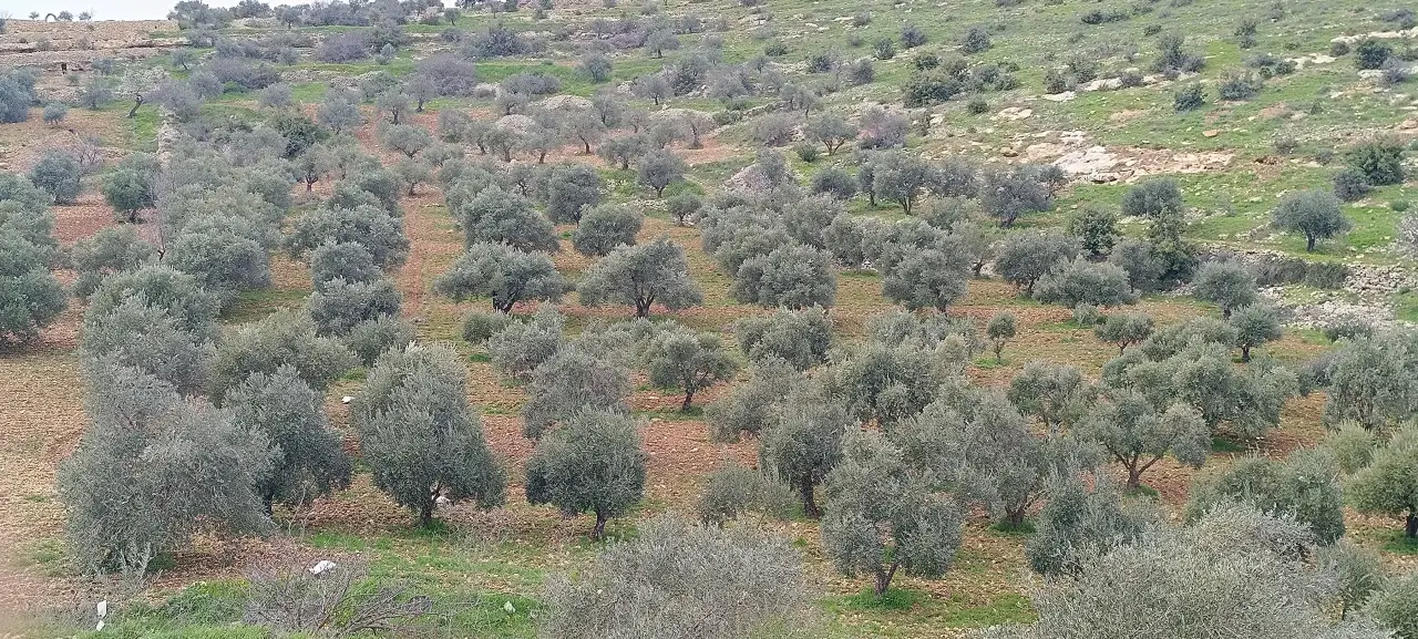 6,250 m² farm plot fully planted with olive trees in Sakhra, Ajloun