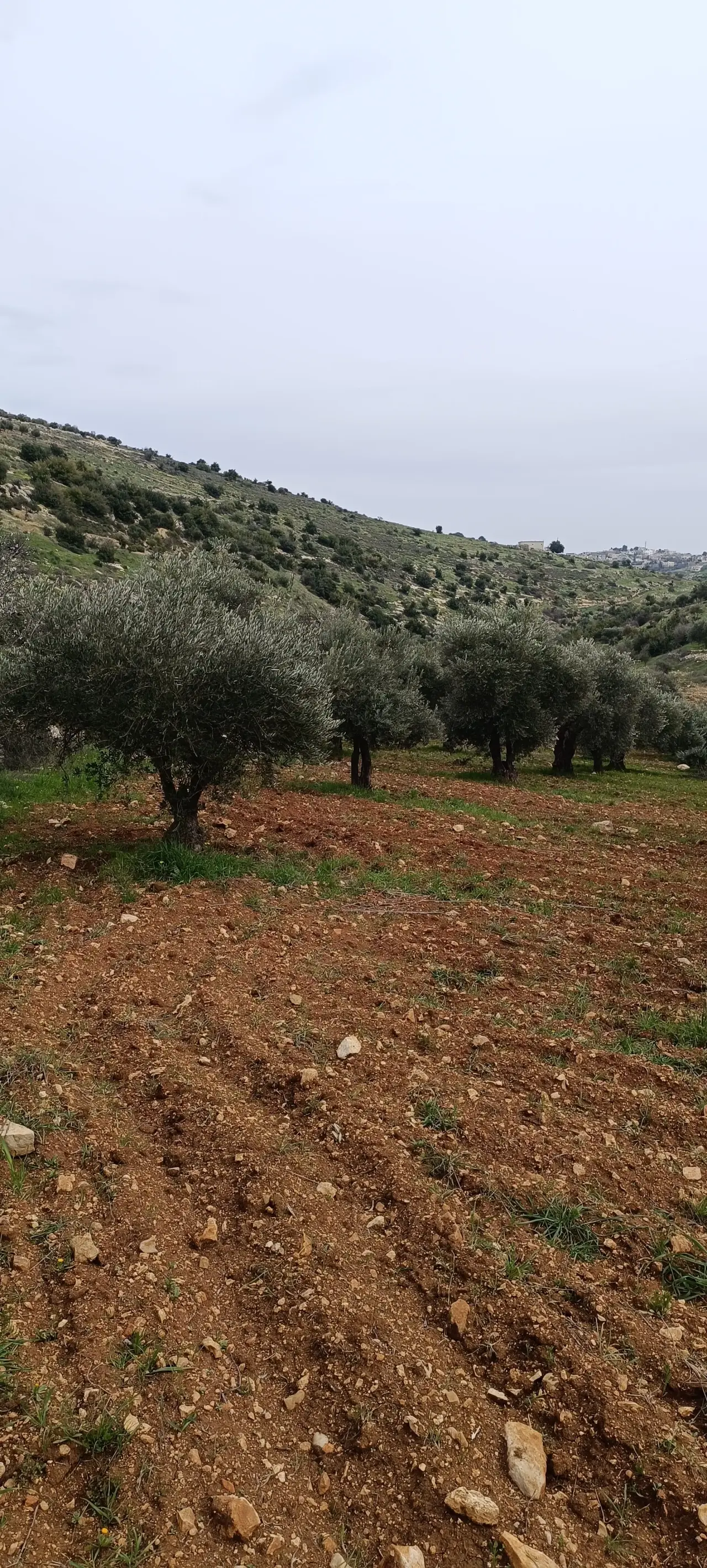 Land for sale in Sakhra – photo 7