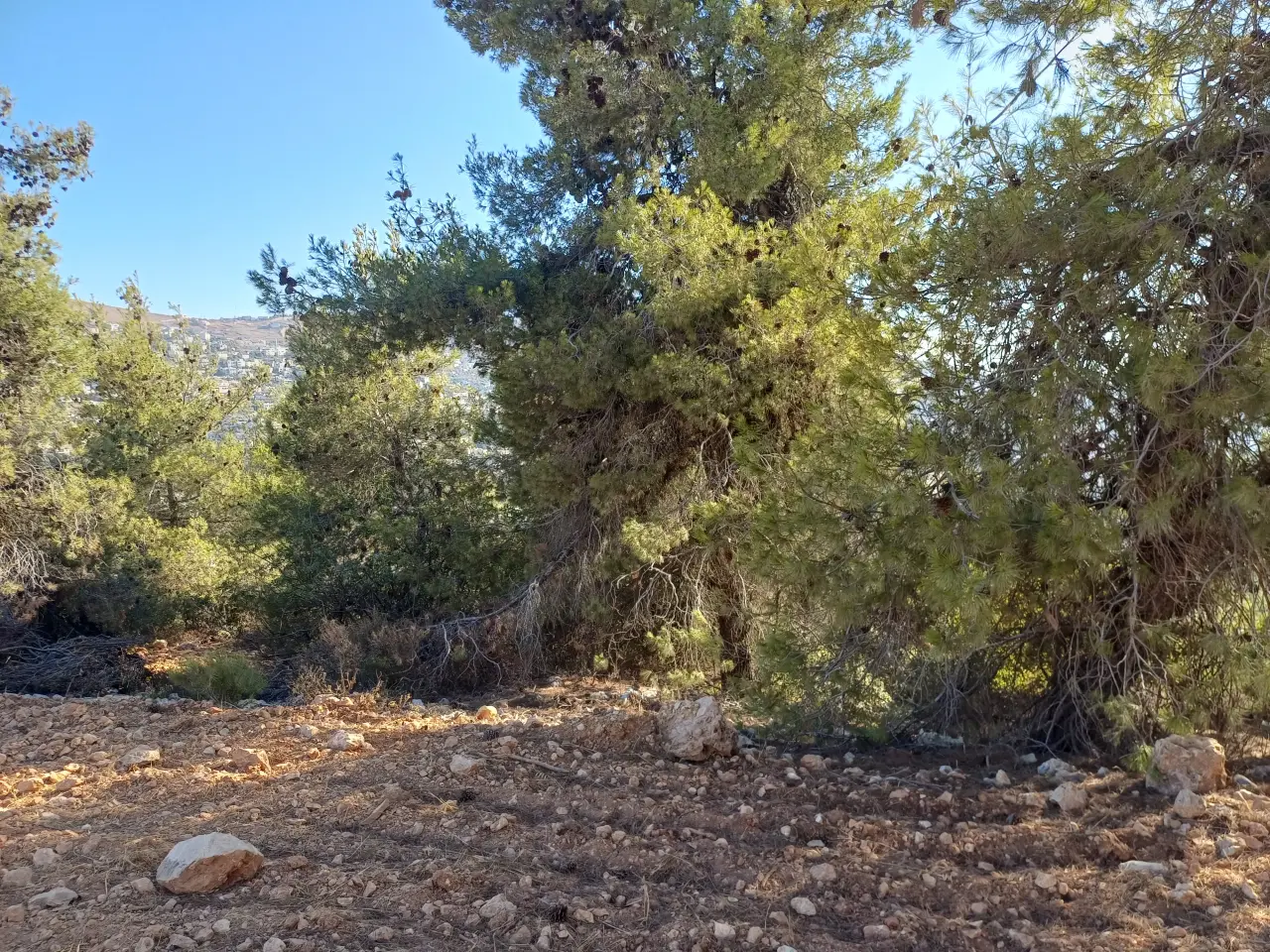Land for sale in A'anjara – photo 11