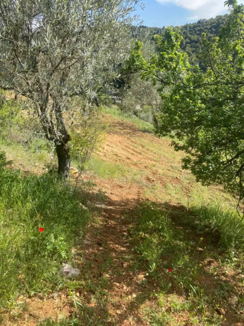 أرض للبيع في A'anjara – صورة 3