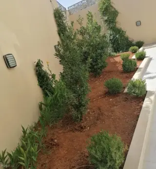 الصورة 2 من 12