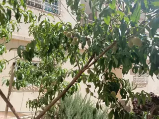 فيلا للبيع في Al Zarqa Al Jadeedeh – صورة 10