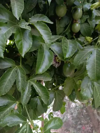 فيلا للبيع في Al Zarqa Al Jadeedeh – صورة 12
