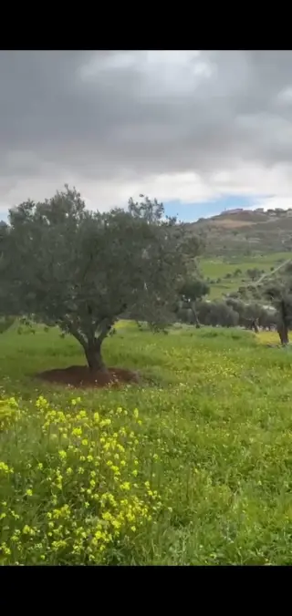 Land for sale in Sarout