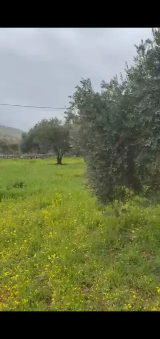 Land for sale in Sarout – photo 7