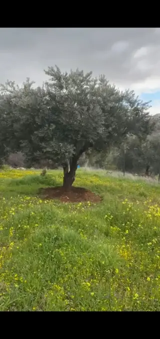 Land for sale in Sarout – photo 2