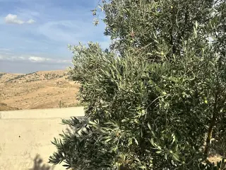 Land for sale in Sarout – photo 5